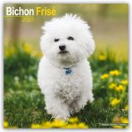 Bichon Frisé - Gelockter Bichon 2025- 16-Monatskalender