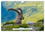 Bergkönige - Steinböcke im Blickpunkt der Naturfotografie (Wandkalender 2025 DIN A4 quer), CALVENDO Monatskalender