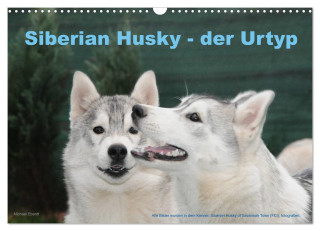 Siberian Husky - der Urtyp (Wandkalender 2025 DIN A3 quer), CALVENDO Monatskalender