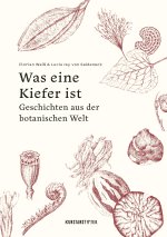 Was eine Kiefer ist