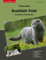 Traumrasse Scottish Fold