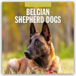 Belgian Shepherd - Belgischer Schäferhund 2025 - 16-Monatskalender