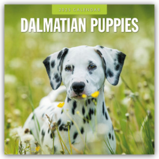 Dalmatian Puppies - Dalmatiner Welpen 2025 - 16-Monatskalender