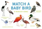Bird Vision