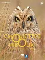 Chouettes et hiboux