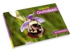 Heimische Orchideen