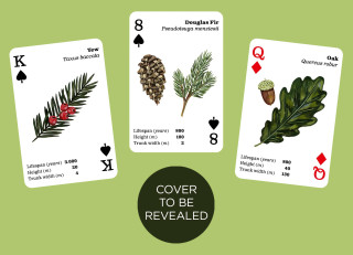 Top Trees