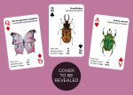 Brilliant Bugs