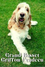 Grand Basset Griffon Vendéen