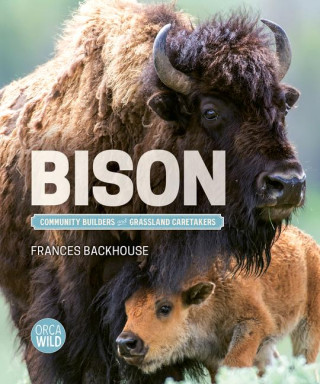 Bison