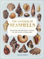 WONDER OF SEASHELLS