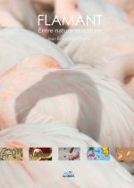 Flamant