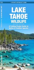 LAKE TAHOE WILDLIFE