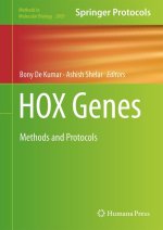 Hox Genes