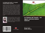 La fistule de Cassia : un agent antimicrobien naturel