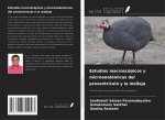 Estudios macroscópicos y microanatómicos del proventrículo y la molleja