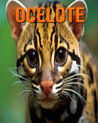 Ocelote