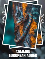 Common European Adder Photo Book