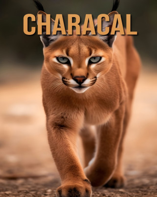 Characal