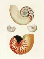Planche Coquillages 2