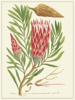 Planche Fleur Scolimoce
