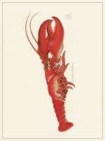 Planche Homard