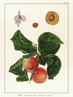 Planche Fruit Abricots
