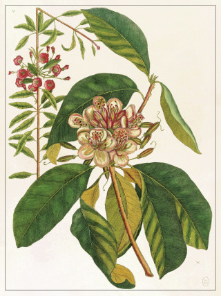 Planche Fleur