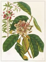 Planche Fleur