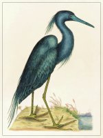 PLANCHE OISEAU BLEU