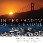 In the Shadow of the Bridge