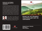 Kusmi Lac sur Zizyphus mauritiana géré par les nutriments