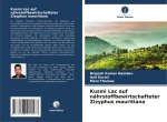 Kusmi Lac auf nährstoffbewirtschafteter Zizyphus mauritiana