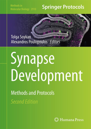 Synapse Development