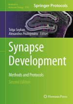 Synapse Development