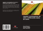 Lignées consanguines de ma?s ? différentes dates de semis