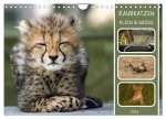 Raubkatzen - groß & klein (Wandkalender 2026 DIN A4 quer), CALVENDO Monatskalender