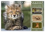 Raubkatzen - groß & klein (Tischkalender 2026 DIN A5 quer), CALVENDO Monatskalender
