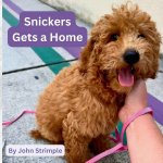 Snickers Gets a Home