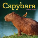 CAL 26 CAPYBARA