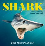 CAL 26 SHARK