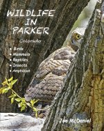 Wildlife In Parker