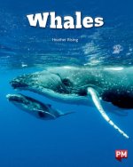 Whales Level 24 X6
