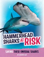 Hammerhead Sharks at Risk