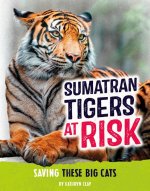 Sumatran Tigers at Risk