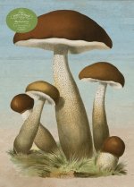 PAPER GOODS MUSHROOMS 1000PC