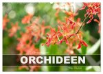 Orchidaceae - Orchideen (Wandkalender 2026 DIN A2 quer), CALVENDO Monatskalender