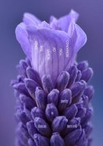 Only the Scent of You Remained