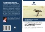 Fortpflanzungsverhalten von Vanellus Chilensis (Quero-quero)