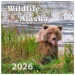 Wildlife in Alaska (Wall Calendar 2026 12 × 12 Inch) CALVENDO 12 Month Wall Calendar